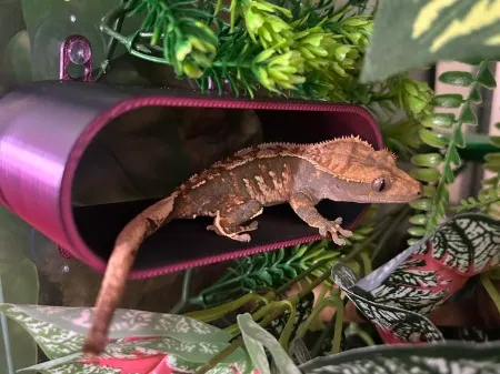 Elliptical Bearded Dragon Terrarium Hide