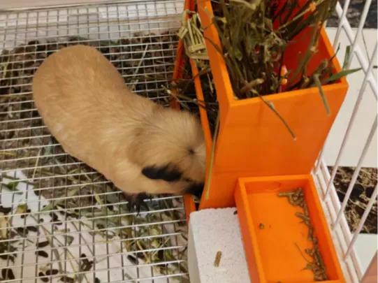 豚鼠 草料架 颗粒食盒  进料器