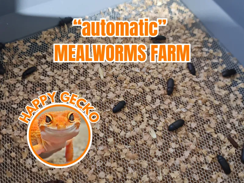 Reptile / Gecko - Mealworms Farm v.1