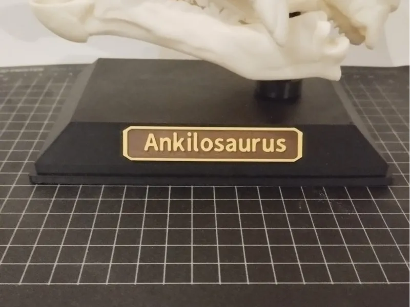 Socle pour crânes de dinosaures