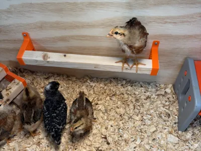 Chick Roost - Mounted