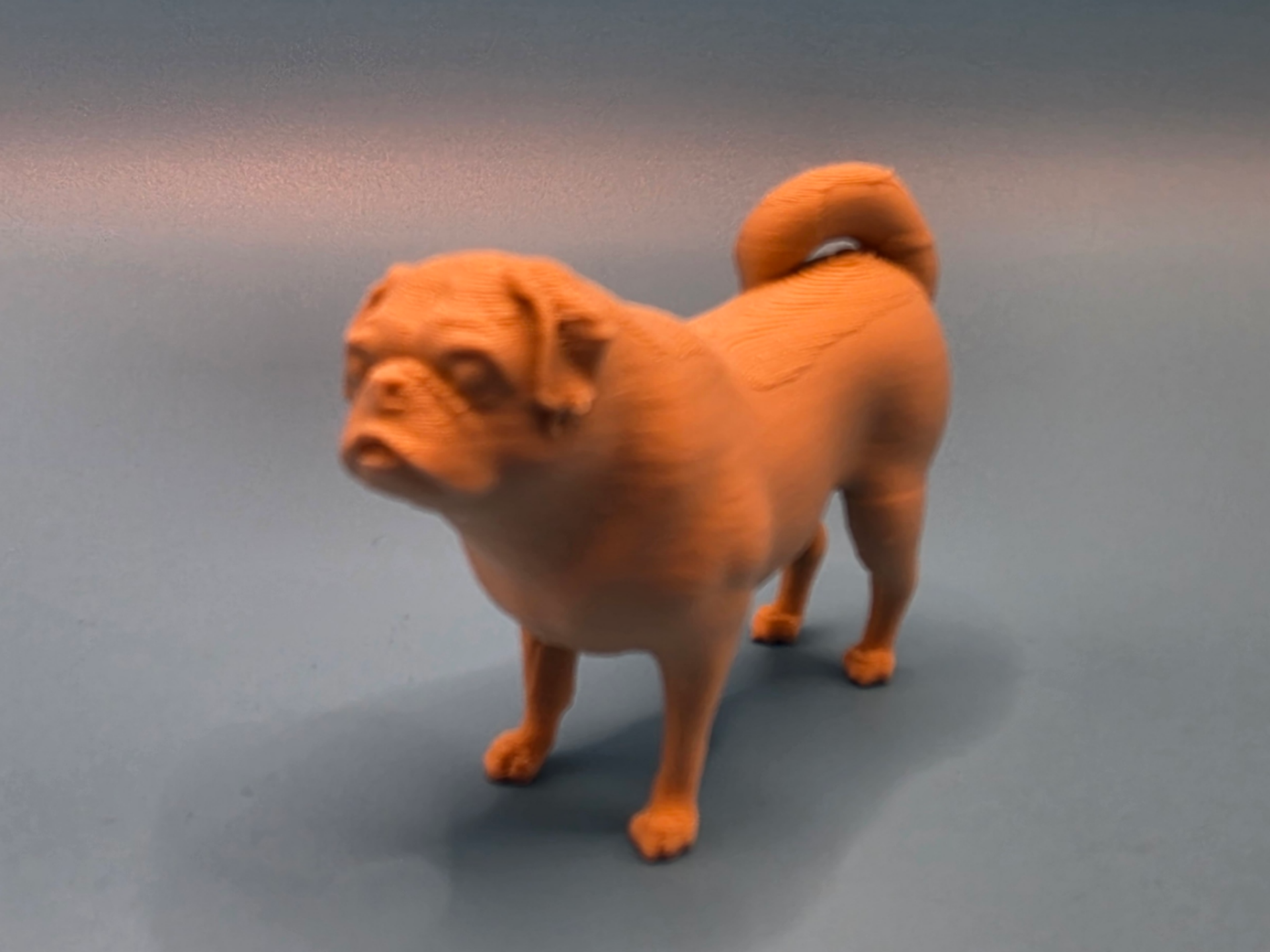 Mops Hund (Henry) - Tiere aus aller Welt
