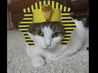 Egyptian Cat Hat / Sphinx Hat / Halloween Costume