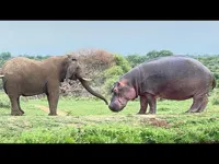 Éléphant et hippopotame à assembler — photo 1