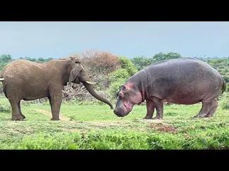 LEG0 Elephant And Hippo