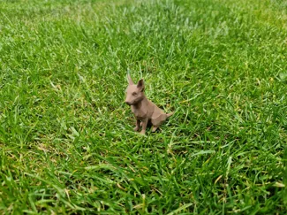 Low Poly Dog