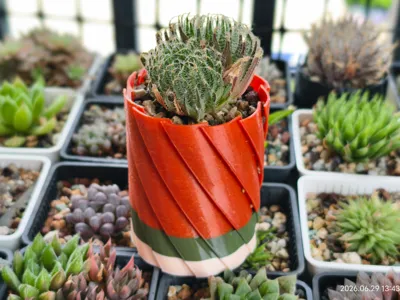 Slotted Pot + Automatic Water Storage