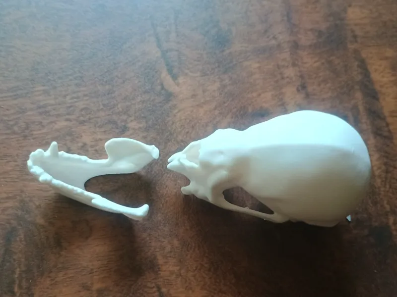 Vampire Bat Skull and Jaw