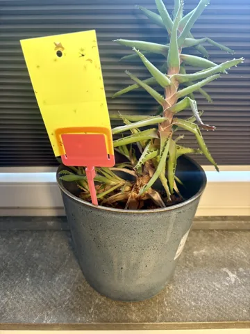 Soporte: Sticky trap holder — vista de referencia 3
