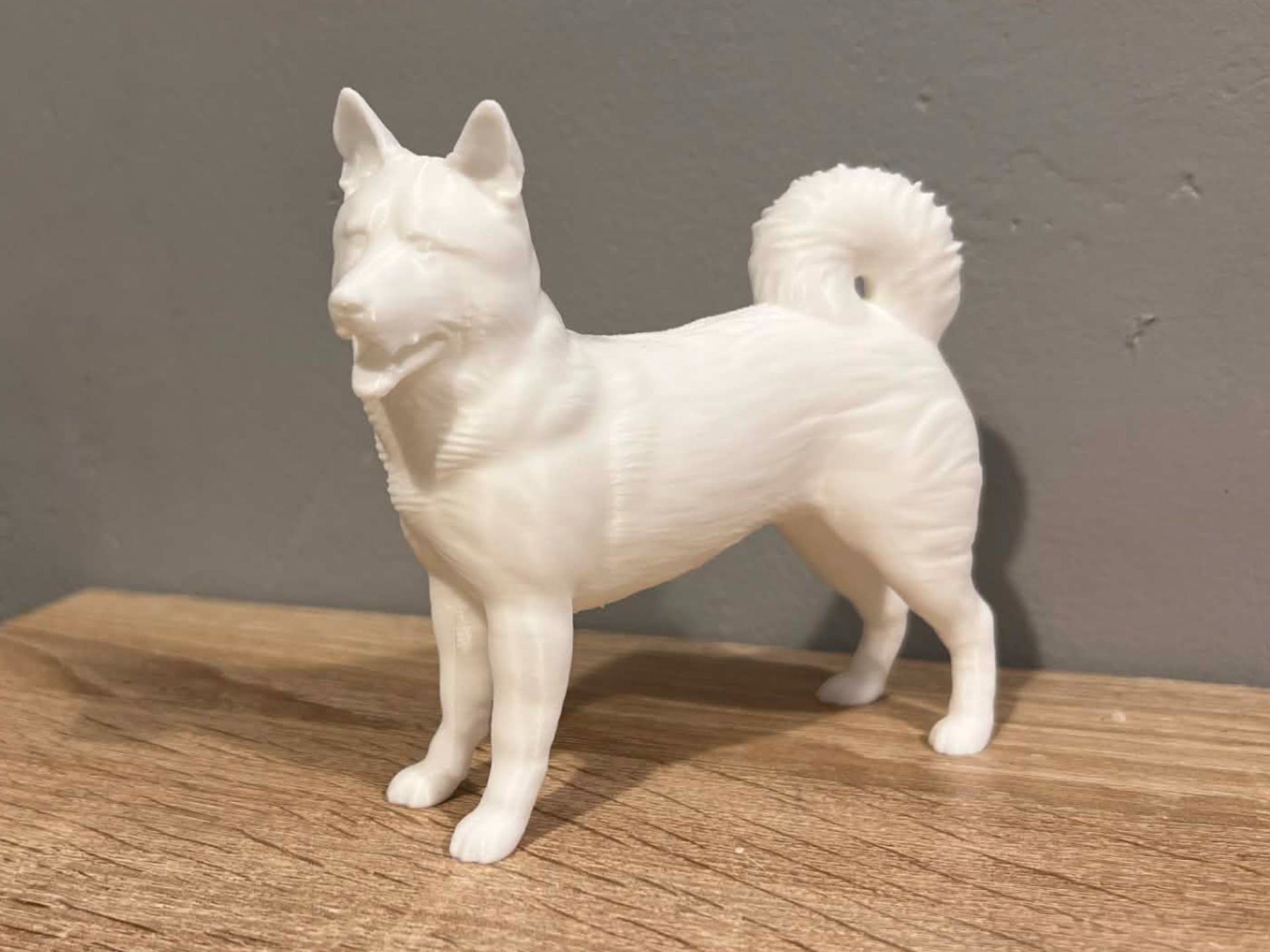 American Akita - Dog - Animal