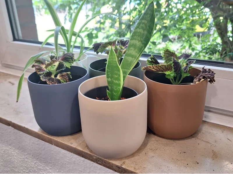 Plant Pot