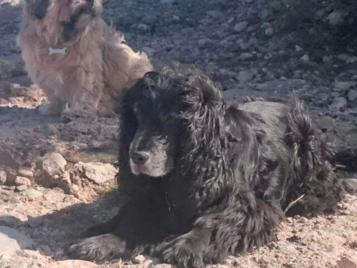 Litofania Cocker spaniel con soporte