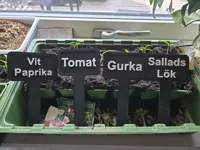 Tomat