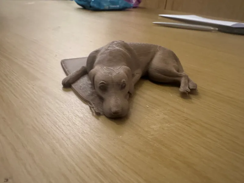 Labrador Sitting