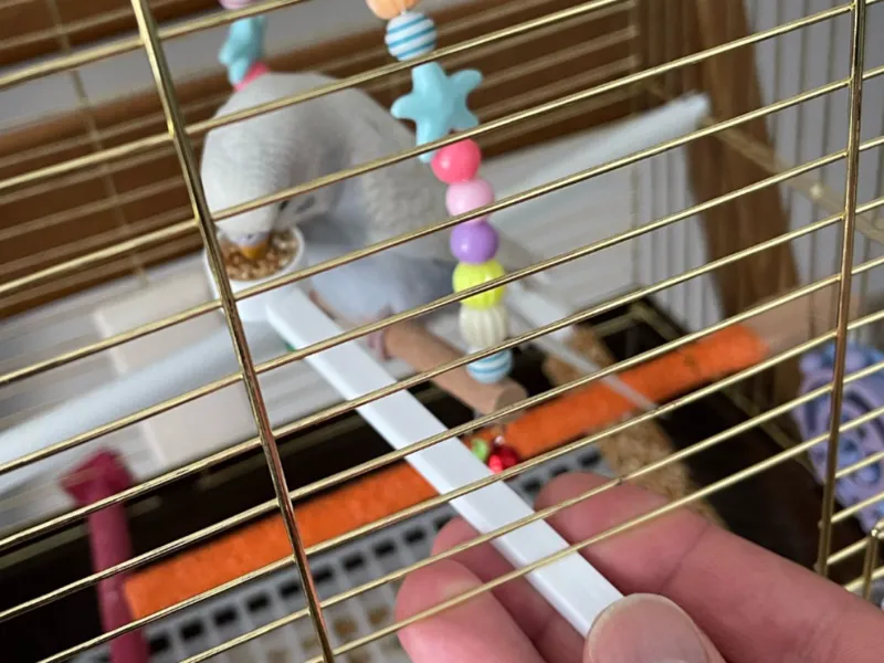 bird feeder