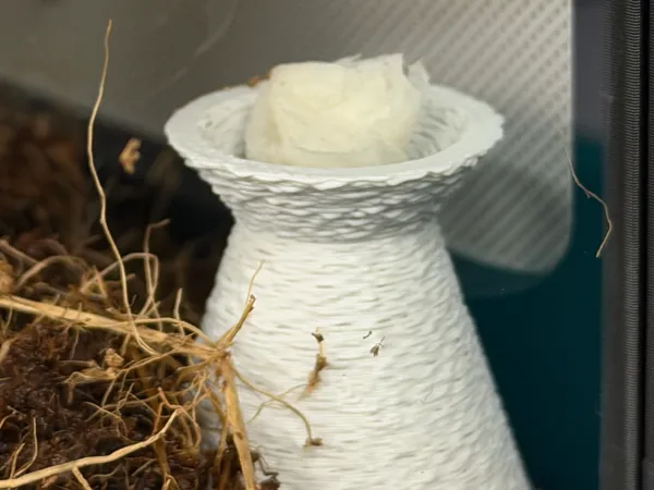https://makerworld.bblmw.com/makerworld/model/US323046f14b36ca/design/f072b60a44053fa5.jpeg