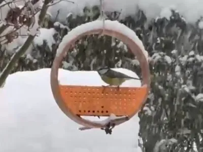 Bird Feeding Ring