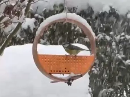Bird Feeding Ring