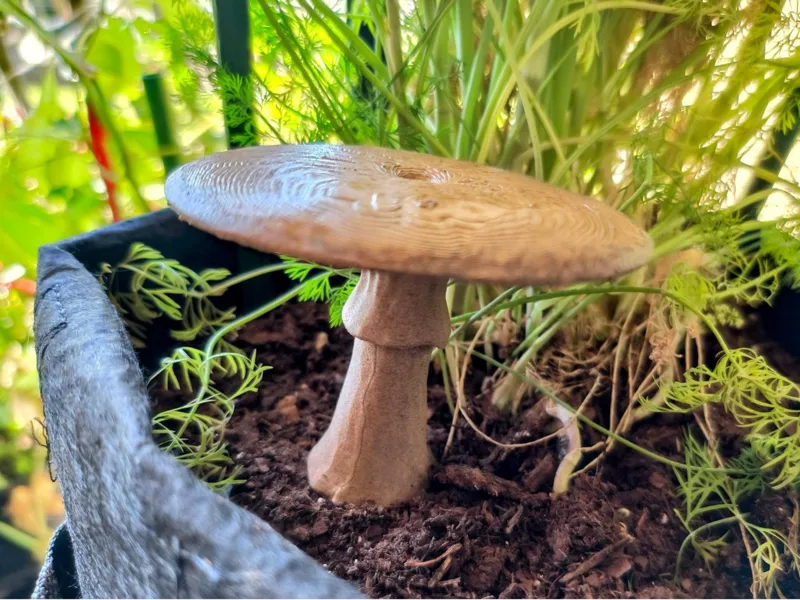 Mushroom flat top Garden