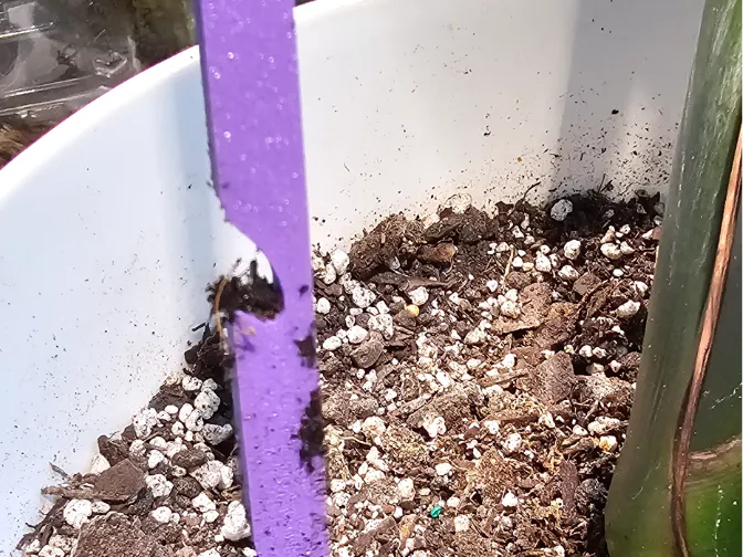 Soil Sampler