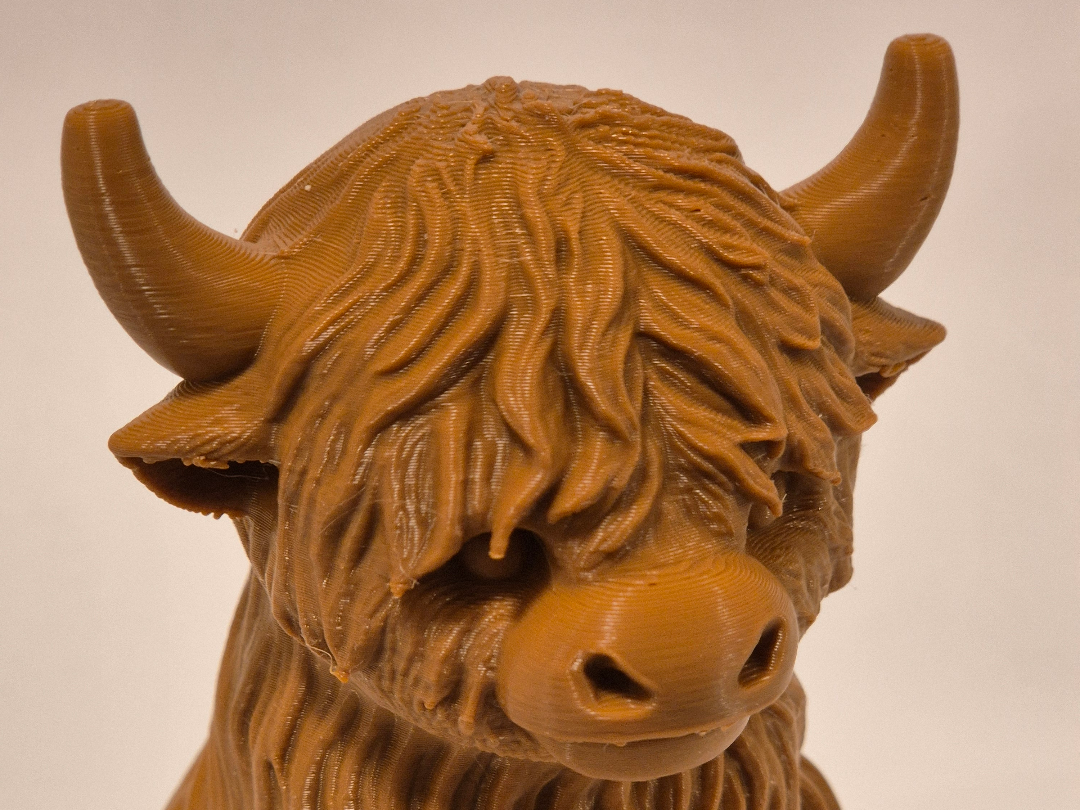 Schottisches Hochlandrind highland cow