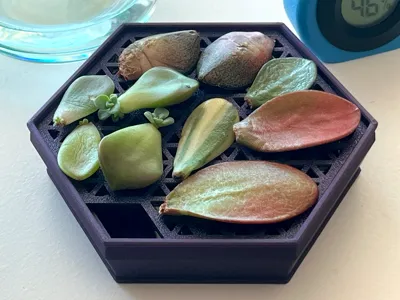 cats and succulents Succulent Arrangement