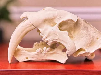 Life-size Sabertooth Skull from 3d scan.
