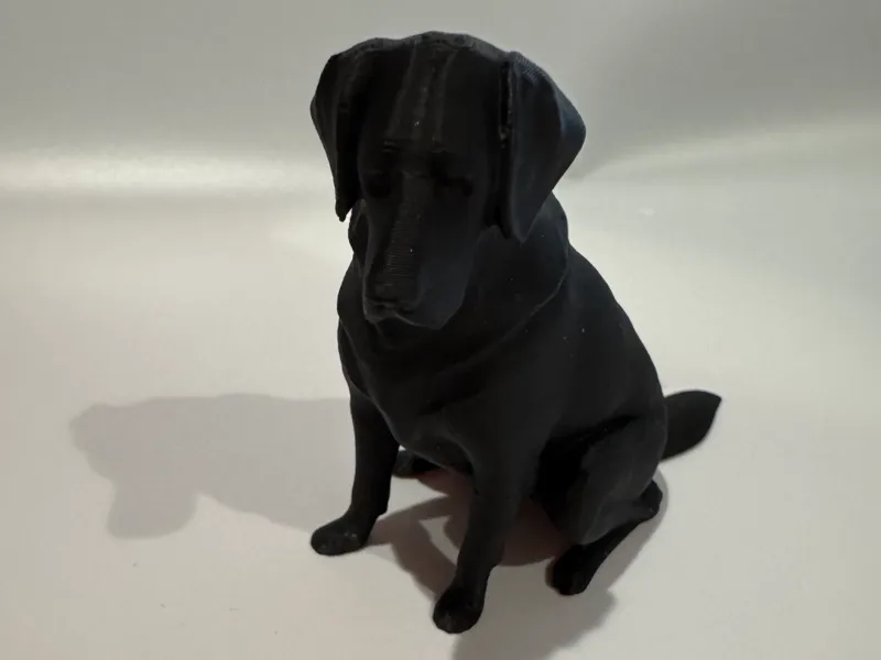 Black Labrador