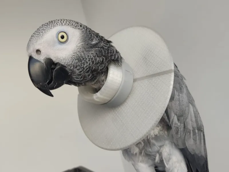 Protector de loro