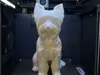 0.08mm layer, 4 walls, 8% infill