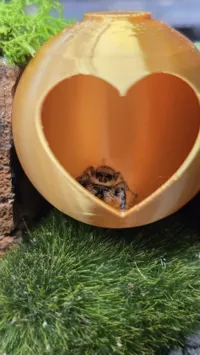 Maison pour araignée sauteuse - boule en forme de cœur — photo 4