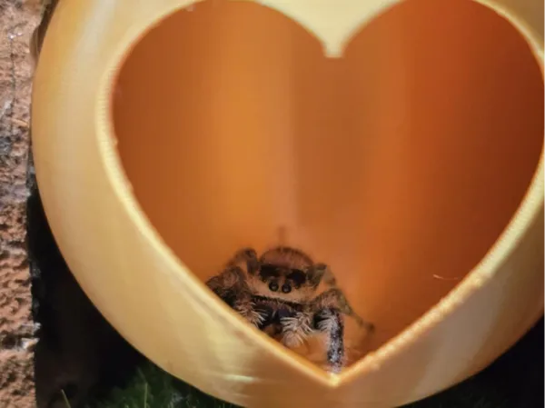 Maison pour araignée sauteuse - boule en forme de cœur