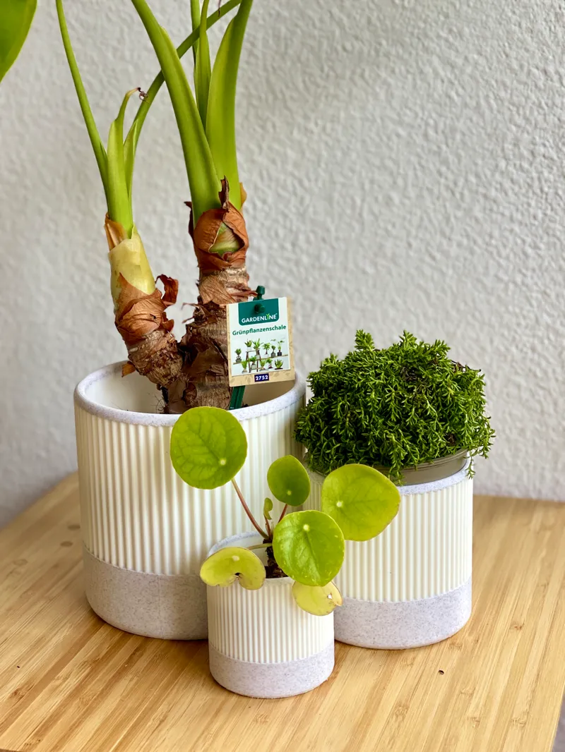 Flower Pot