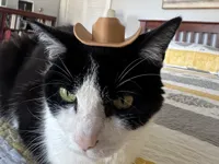 Chapeau de cowboy pour chat — photo 1