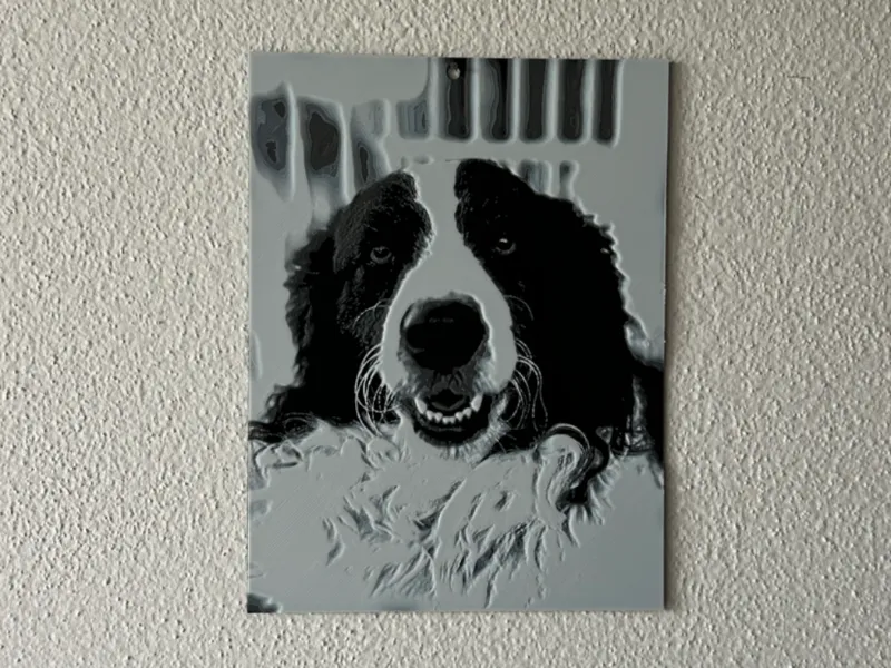 Border Collie Tela Cromatica
