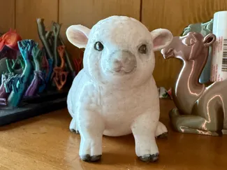 babydoll sheep 