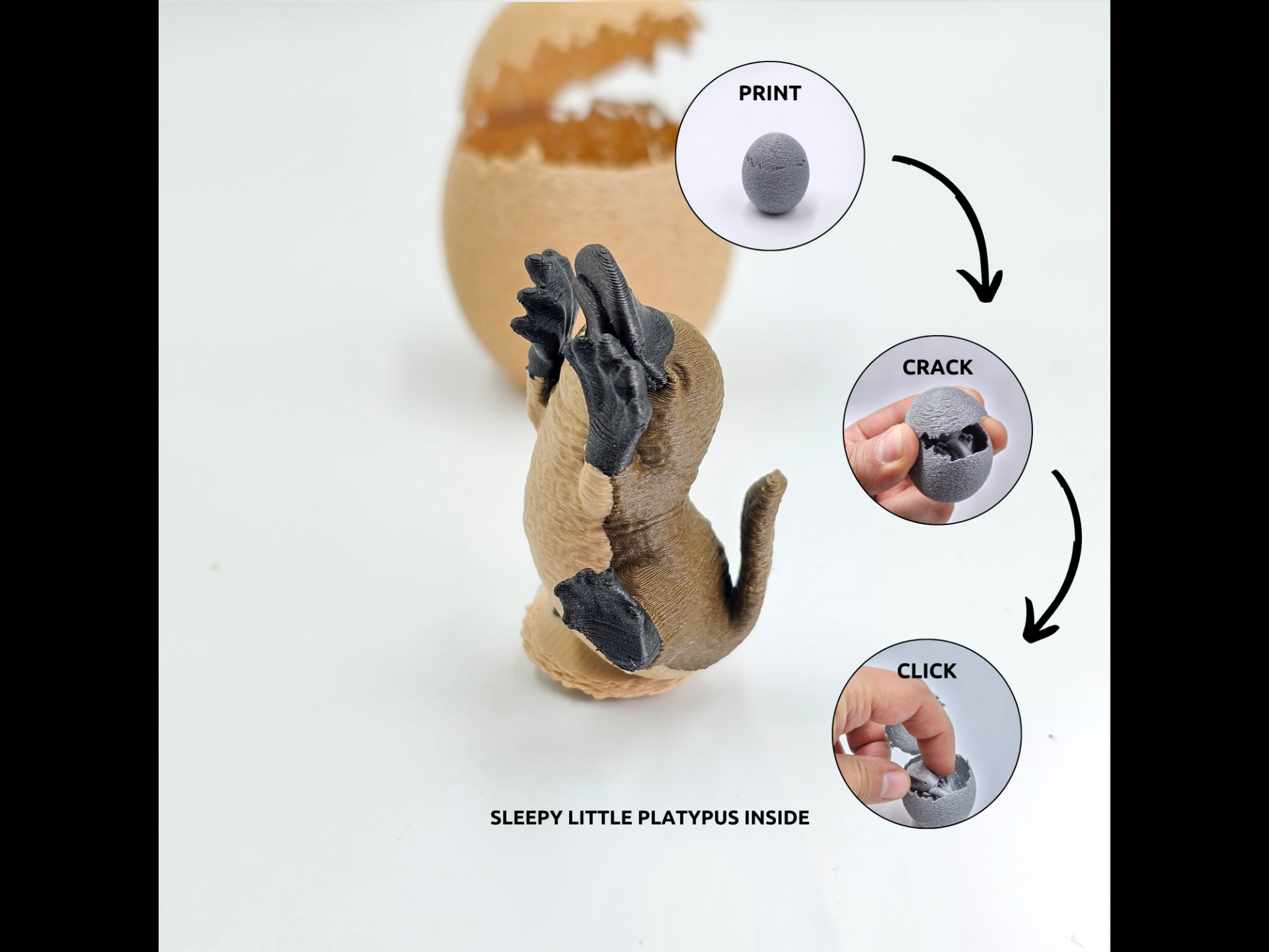 Animal - Egg - Platypus