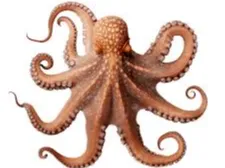 octopus  4 colors