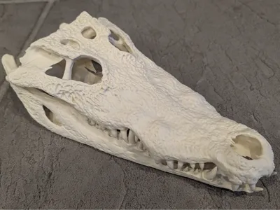 Nile Crocodile Skull