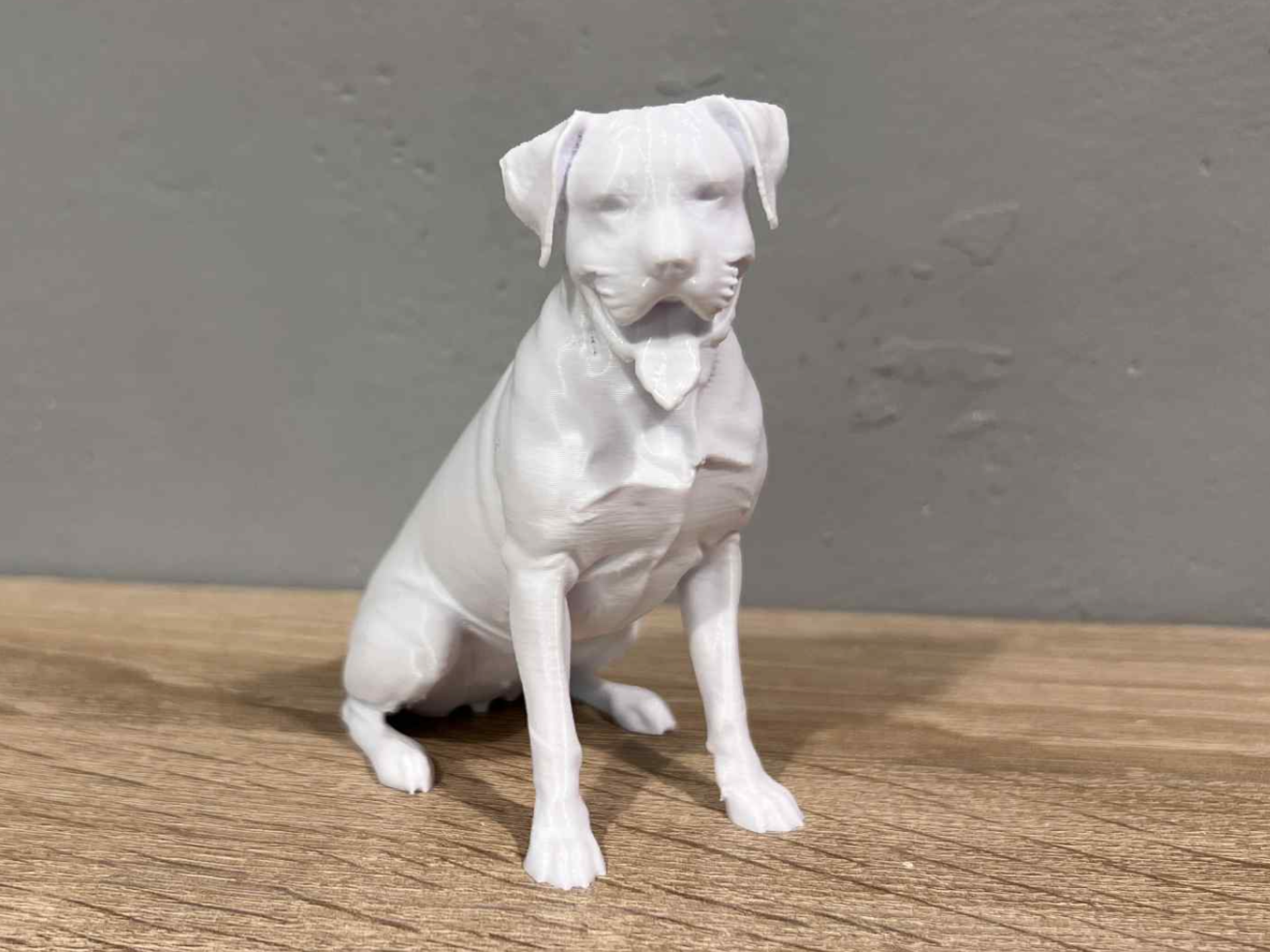 Sitting Boxer - Dog - Animal