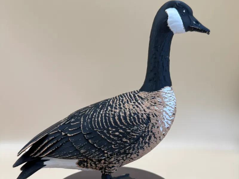 Marsh-Warden Canada Goose