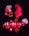 5xRex in 3 colors for the A1