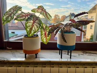 Simple Plant Riser - Different Sizes