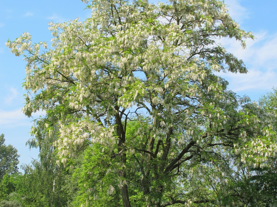 jabłko zsckr