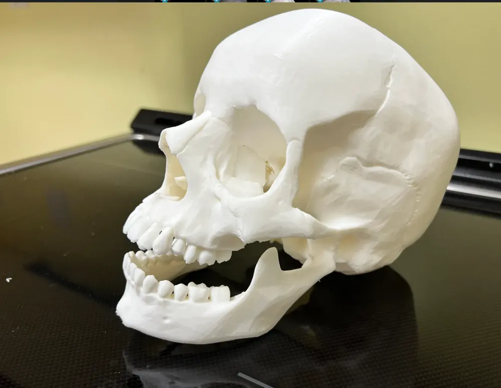Human skull, anatomically correct - Free 3D Print Model - MakerWorld