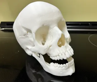Human skull, anatomically correct