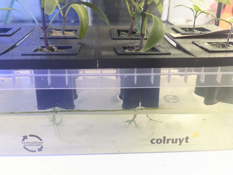 rockwool cube seedstarter holder
