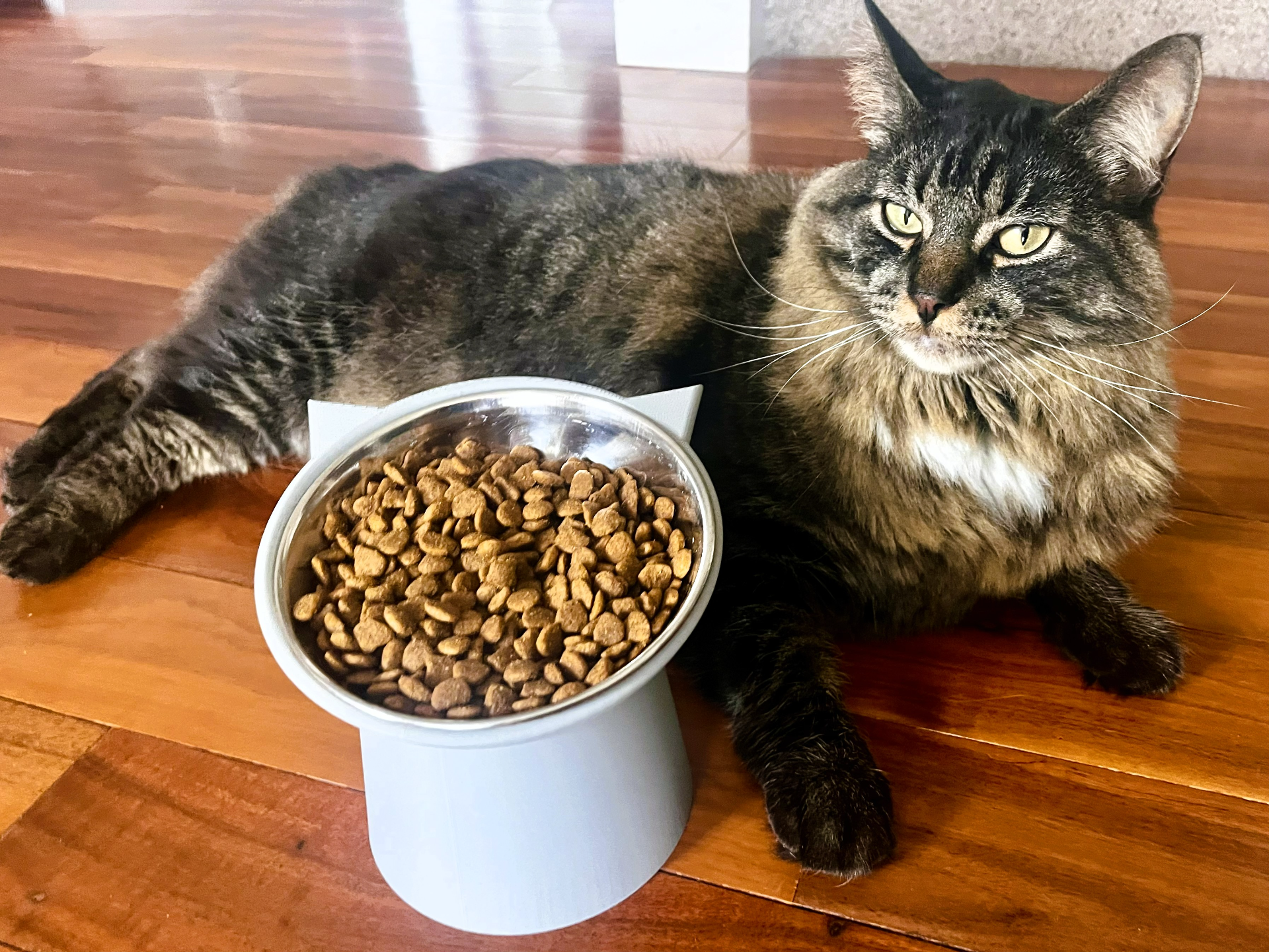 Elevated cat bowl with cute ears