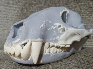 Racoon skull