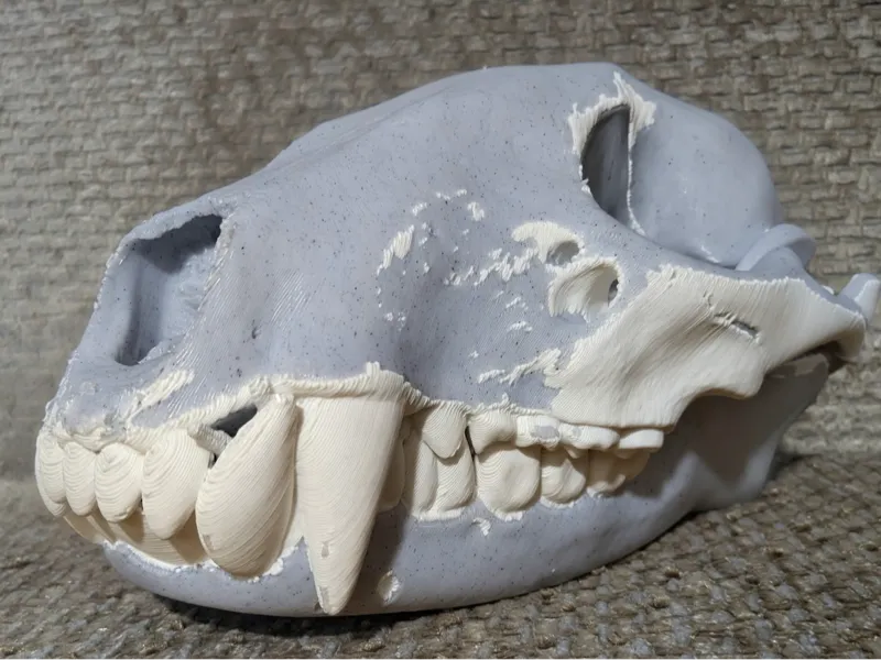 Racoon skull